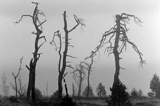 Film photography
