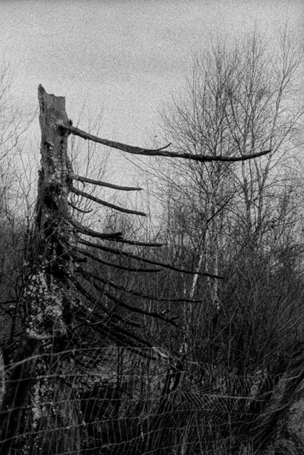 Film photography